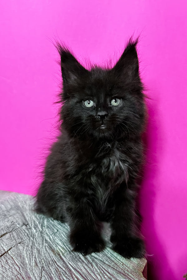 Jadore | Maine Coon Kitten