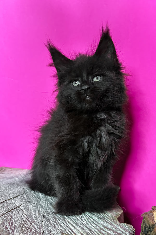 Jadore | Maine Coon Kitten