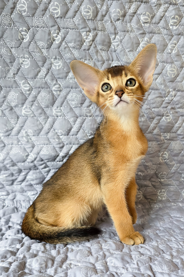 Jane | Abyssinian Kitten