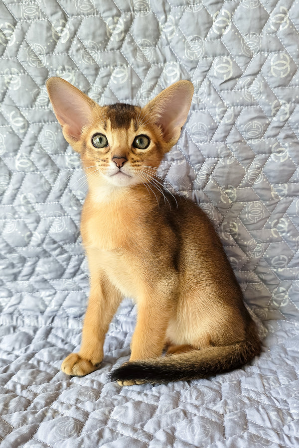 Jane | Abyssinian Kitten