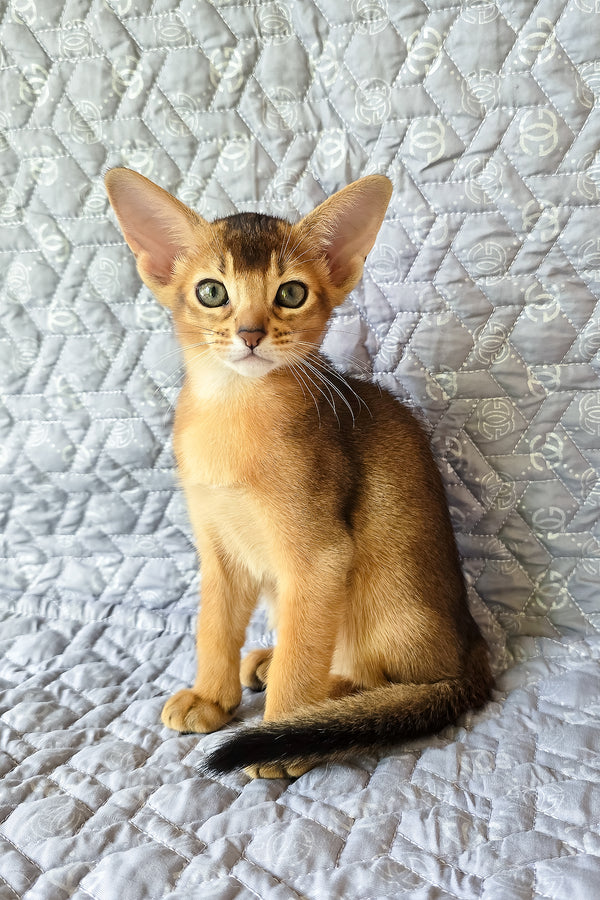 Jane | Abyssinian Kitten