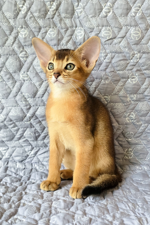 Jane | Abyssinian Kitten