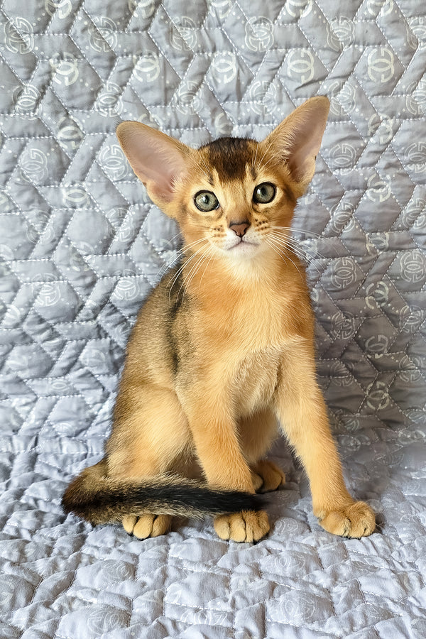 Jane | Abyssinian Kitten