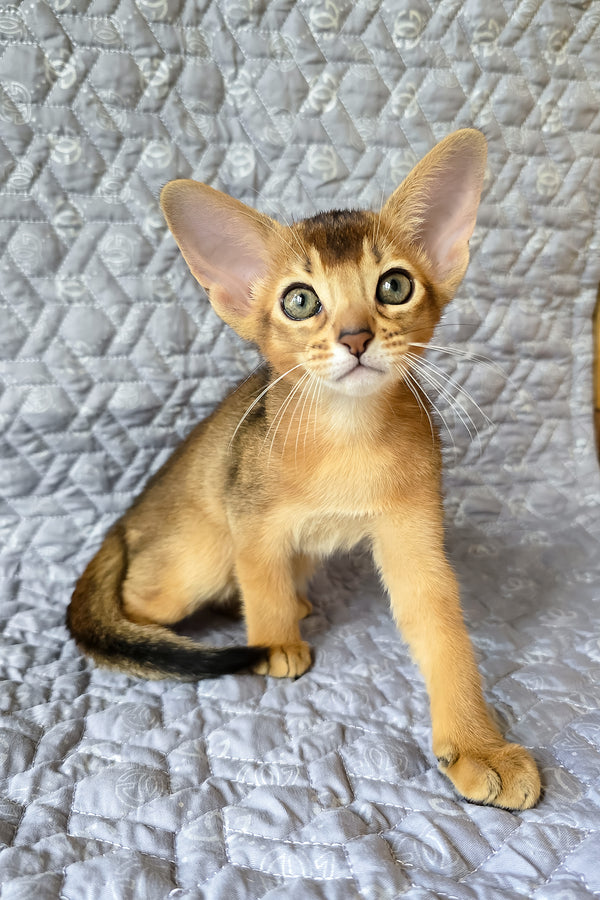 Jane | Abyssinian Kitten