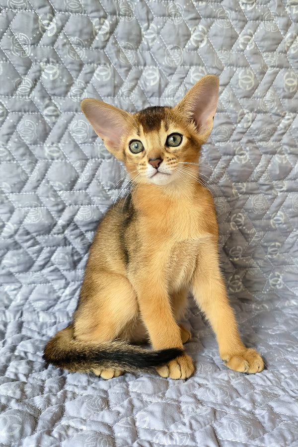 Jane | Abyssinian Kitten