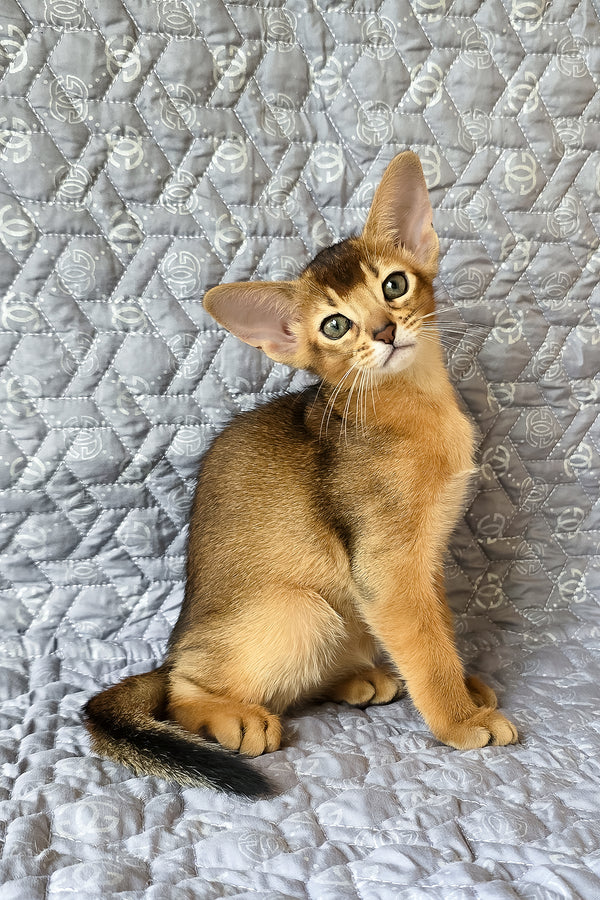 Jane | Abyssinian Kitten