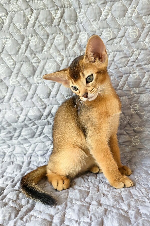 Jane | Abyssinian Kitten