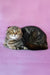 Janell | Scottish Fold Kitten