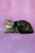 Janell | Scottish Fold Kitten