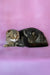 Janell | Scottish Fold Kitten