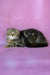 Janell | Scottish Fold Kitten