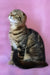 Janell | Scottish Fold Kitten