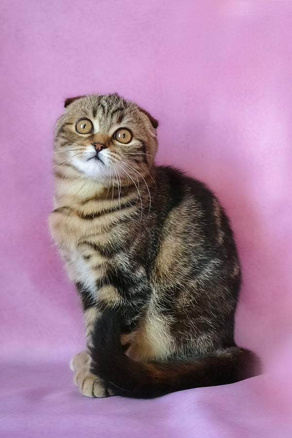 Janell | Scottish Fold Kitten