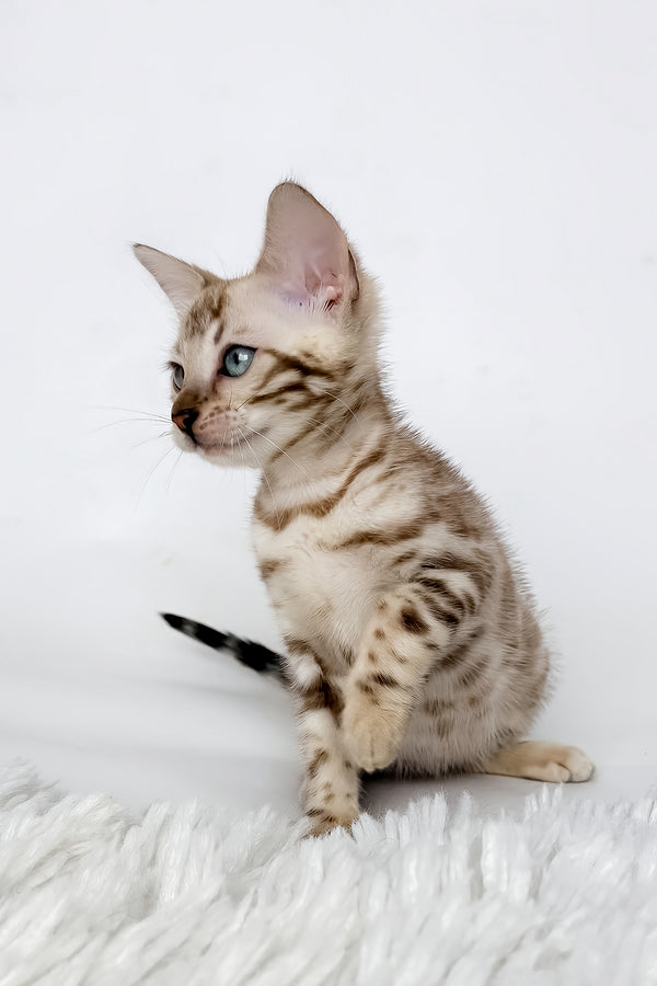 Jasmine | Bengal Kitten
