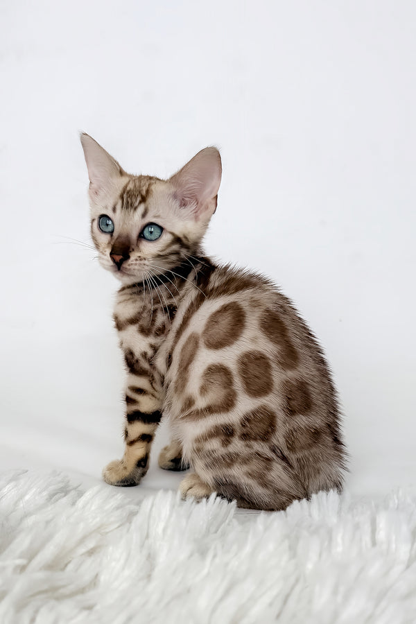 Jasmine | Bengal Kitten