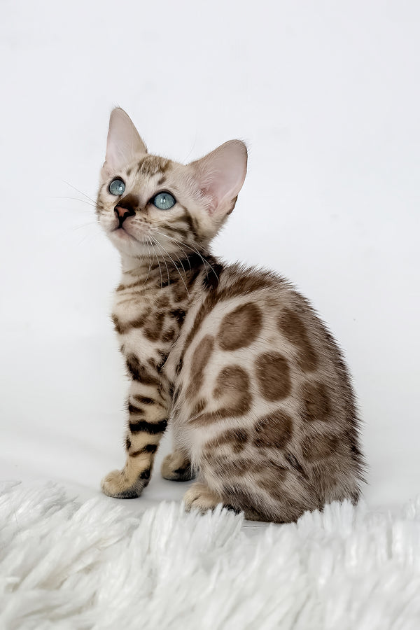 Jasmine | Bengal Kitten
