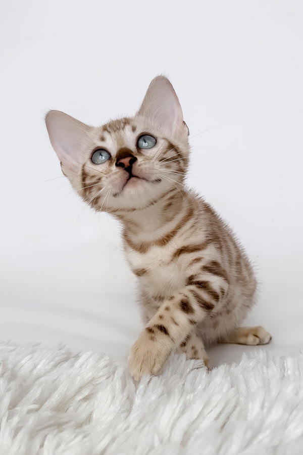 Jasmine | Bengal Kitten