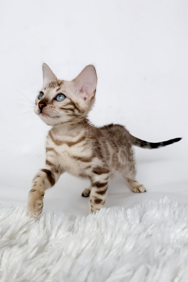 Jasmine | Bengal Kitten