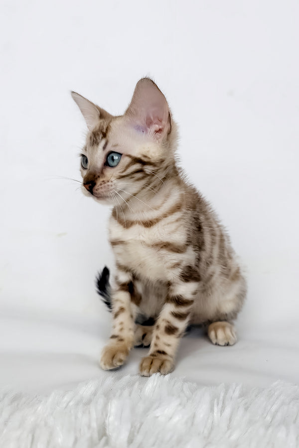 Jasmine | Bengal Kitten