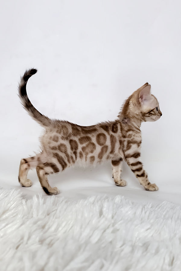 Jasmine | Bengal Kitten