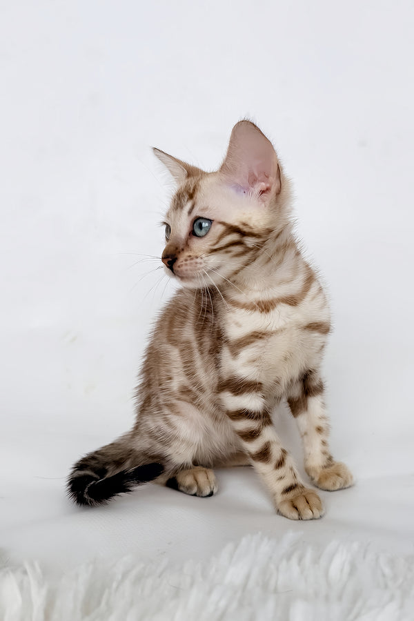 Jasmine | Bengal Kitten