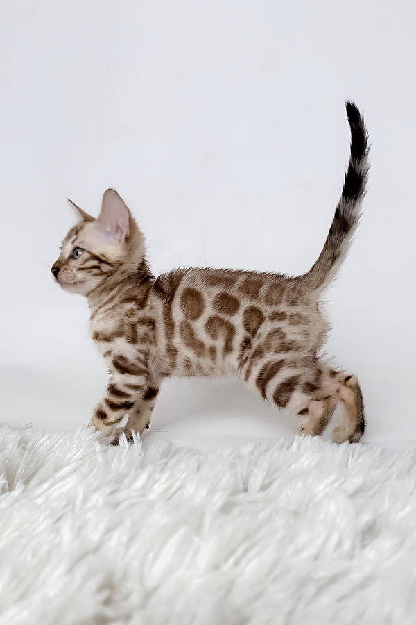 Jasmine | Bengal Kitten