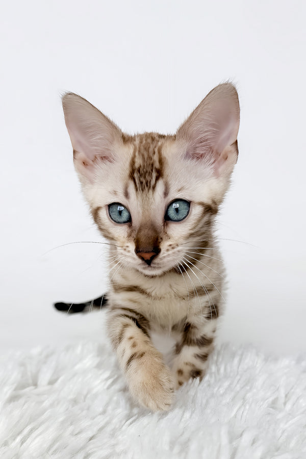 Jasmine | Bengal Kitten