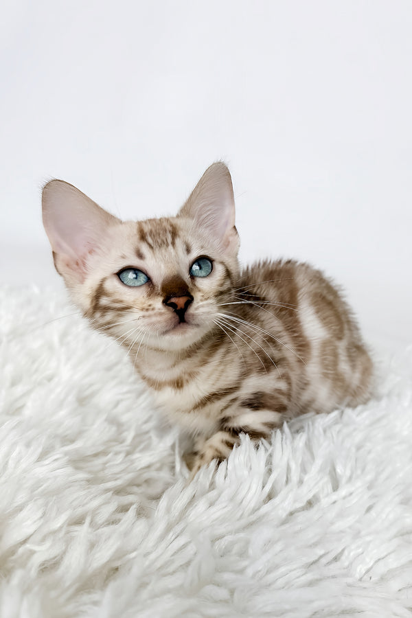 Jasmine | Bengal Kitten