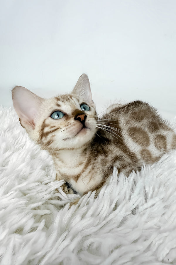 Jasmine | Bengal Kitten