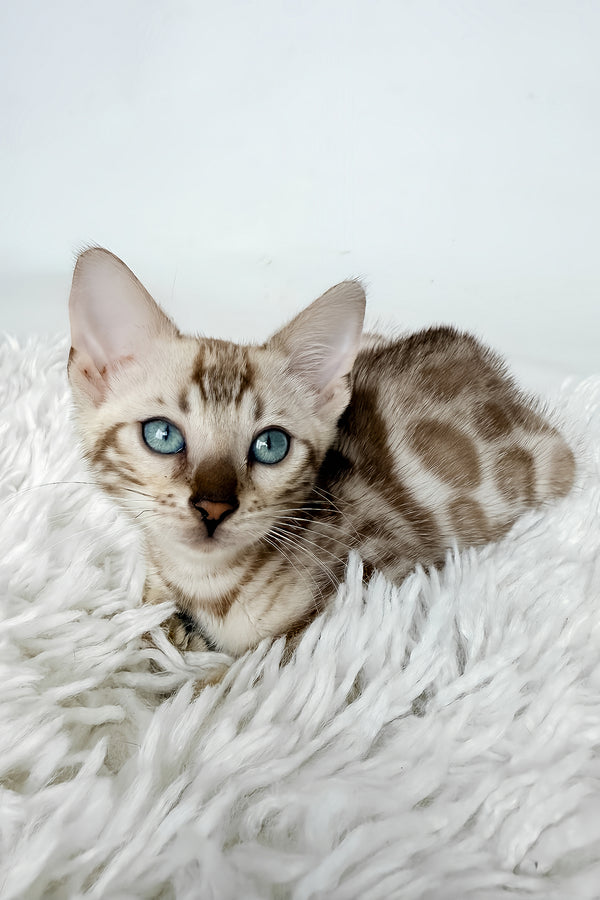 Jasmine | Bengal Kitten