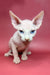 Jasper | Sphynx Kitten