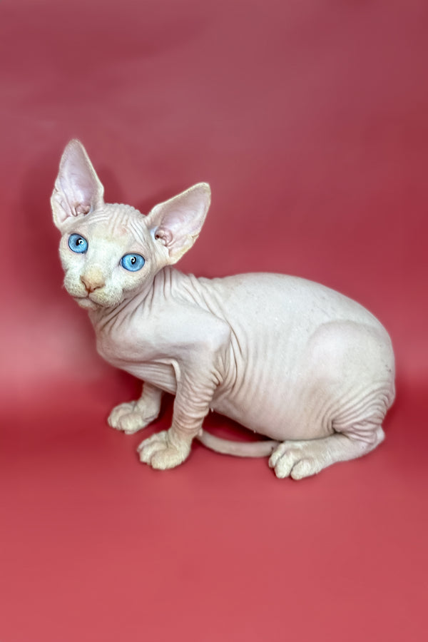 Jasper | Sphynx Kitten