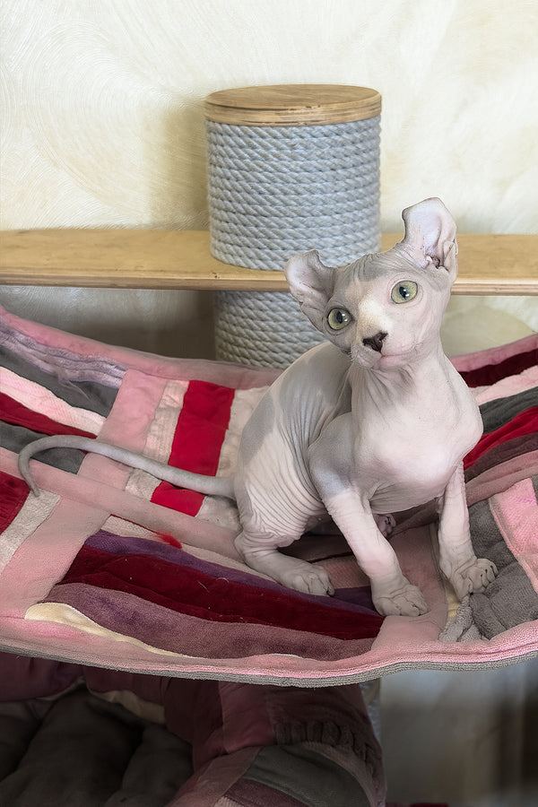 Jastin | Elf Sphynx Kitten
