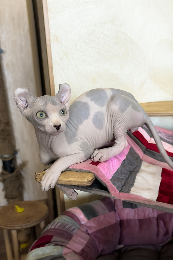 Jastin | Elf Sphynx Kitten