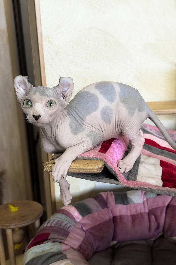 Jastin | Elf Sphynx Kitten