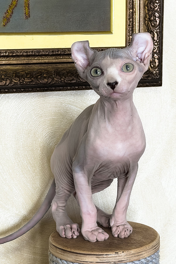 Jastin | Elf Sphynx Kitten