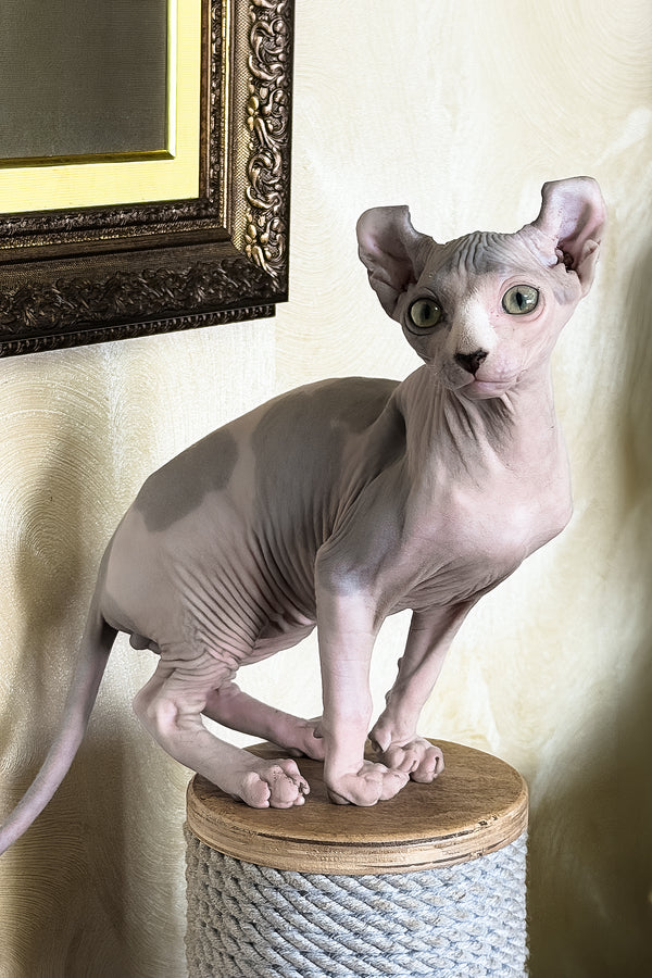 Jastin | Elf Sphynx Kitten