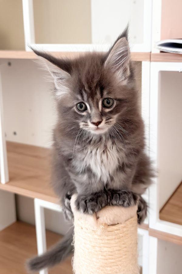 Jazz | Polydactyl Maine Coon Kitten