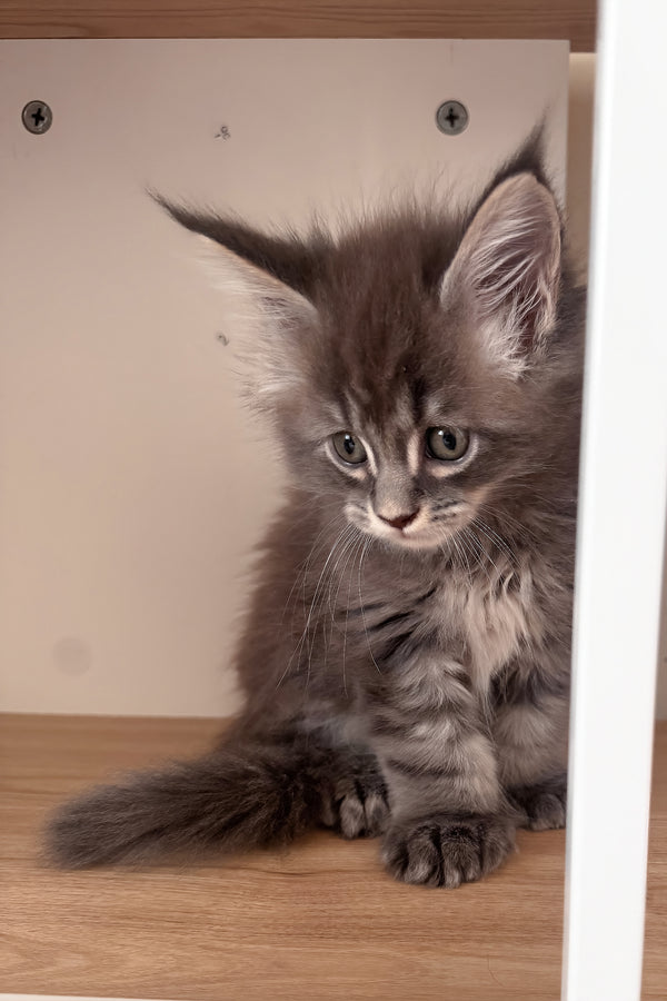 Jazz | Polydactyl Maine Coon Kitten