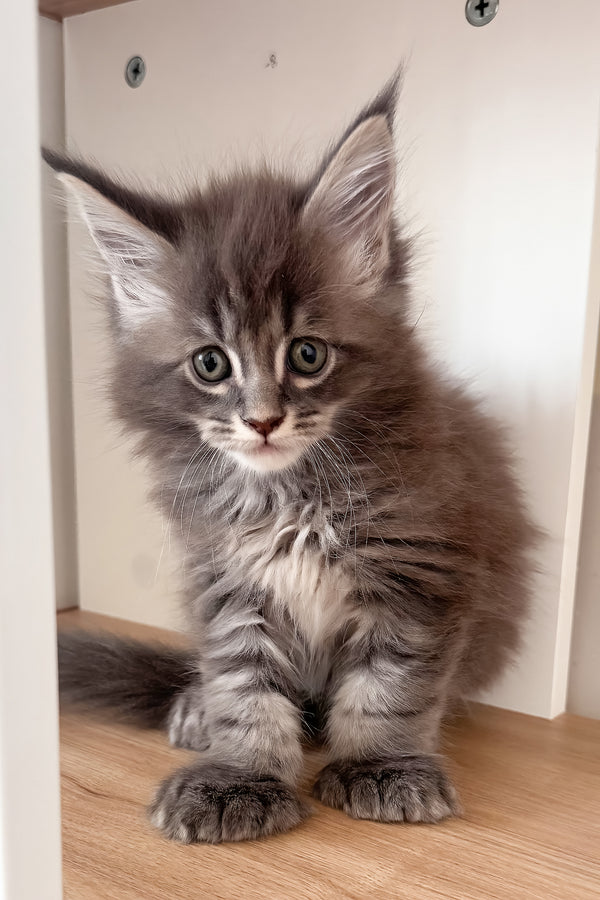 Jazz | Polydactyl Maine Coon Kitten