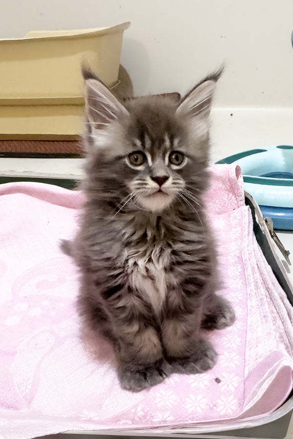 Jazz | Polydactyl Maine Coon Kitten