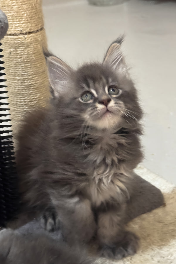 Jazz | Polydactyl Maine Coon Kitten