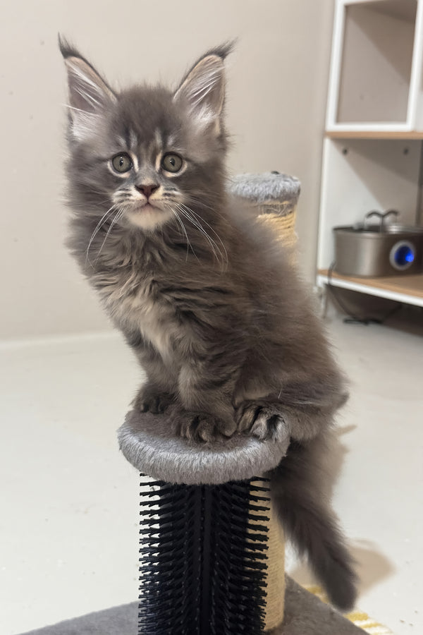 Jazz | Polydactyl Maine Coon Kitten