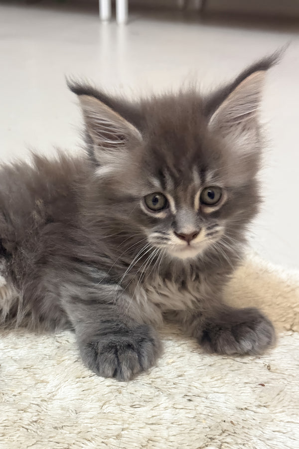 Jazz | Polydactyl Maine Coon Kitten