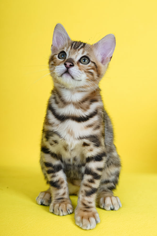 Jayson | Bengal Kitten