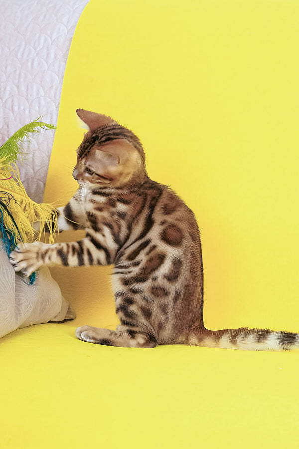 Jayson | Bengal Kitten