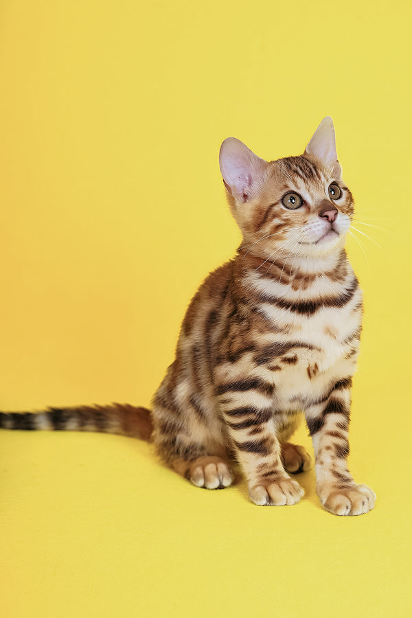 Jayson | Bengal Kitten