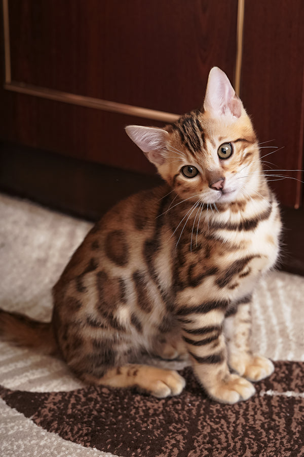 Jayson | Bengal Kitten