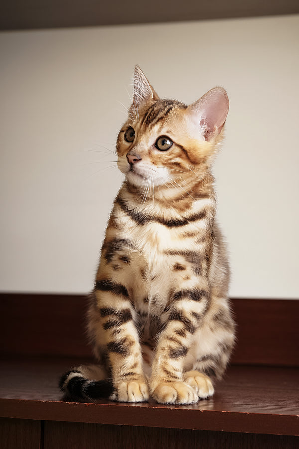 Jayson | Bengal Kitten