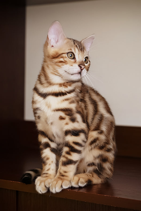 Jayson | Bengal Kitten